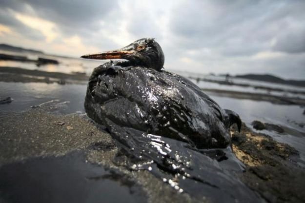 definicao-de-crise-ambiental-1
