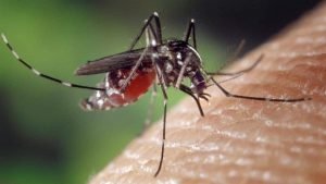 20200922083550_1200_675_-_mosquito_da_dengue