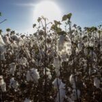 Projeto Ouro Branco amplia apoio aos agricultores e reforça a cadeia do algodão em Sobral
